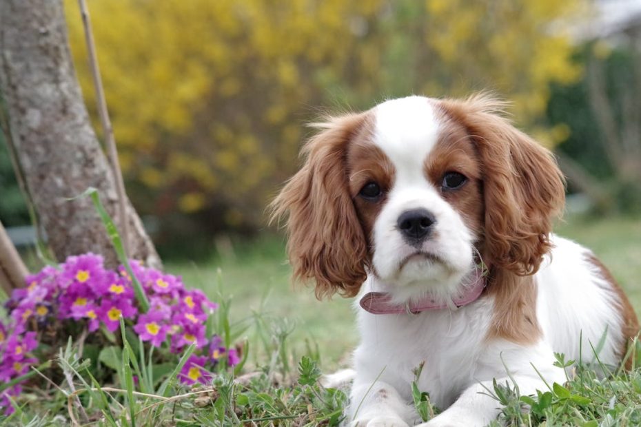 Top 10 Most Dangerous Dogs in the World